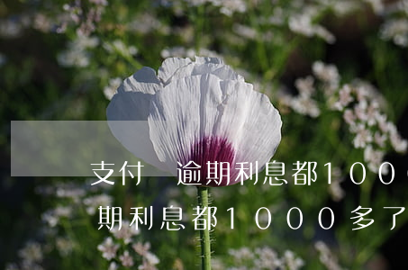 支付寶逾期利息都1000多了-支付寶逾期利息都1000多了怎么辦