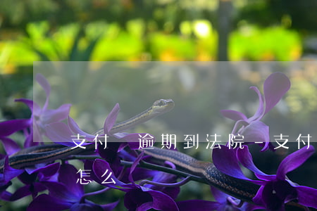 支付寶逾期到法院-支付寶逾期提起訴訟了怎么辦