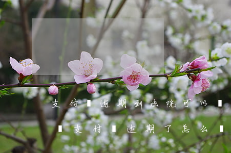 支付寶逾期到法院可以協(xié)商還款嗎(支付寶逾期了怎么協(xié)商還款)