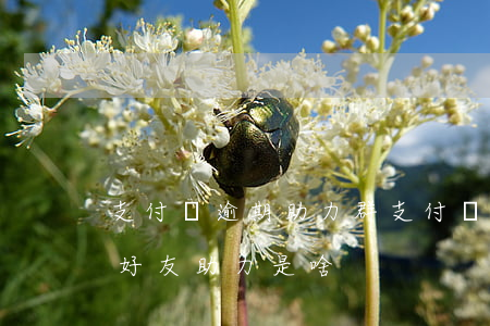 支付寶逾期助力群 支付寶逾期修復(fù)好友助力是啥