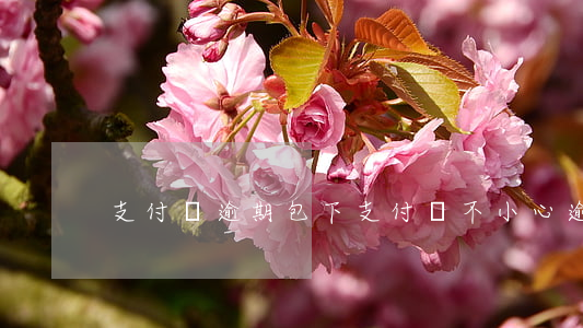 支付寶逾期包下(支付寶不小心逾期了)