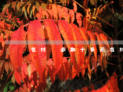 支付寶逾期十多天（支付寶逾期十幾萬半年了）