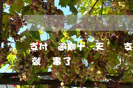 支付寶逾期十幾天沒還(支付寶逾期半年還了就沒事了嗎)