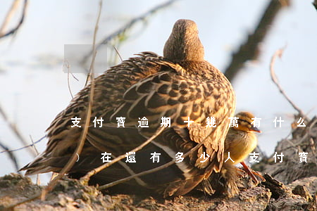 支付寶逾期十幾萬有什么后果（現(xiàn)在還有多少人支付寶逾期的）