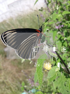 支付寶逾期半個(gè)月會(huì)上征信嗎(支付寶逾期一個(gè)月會(huì)上征信多久可以消除)