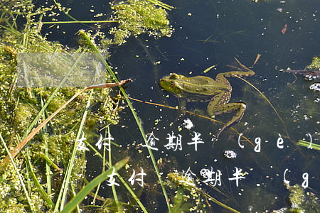 支付寶逾期半個(gè)月還了還能再借嗎-支付寶逾期半個(gè)月還了還能再借嗎