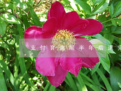 支付寶逾期半年后還完逾期金額-