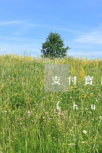 支付寶逾期半年多被拉黑 支付寶逾期2年會(huì)成為黑名單