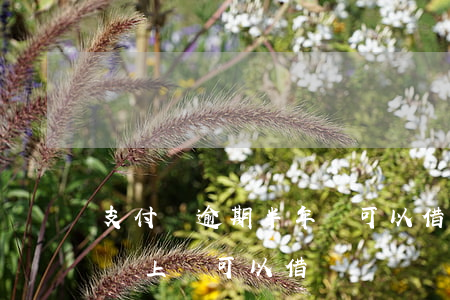 支付寶逾期半年還可以借款嗎(支付寶逾期了還上還可以借嗎)