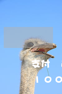 支付寶逾期協(xié)商失?。ㄖЦ秾氂馄?0000協(xié)商成功）