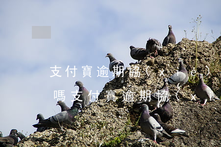 支付寶逾期協(xié)商成功會上傳征信嗎 支付寶逾期協(xié)商成功會上傳征信嗎知乎
