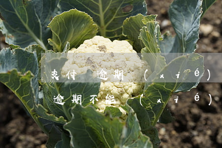 支付寶逾期協(xié)商最新政策(支付寶逾期不能協(xié)商)