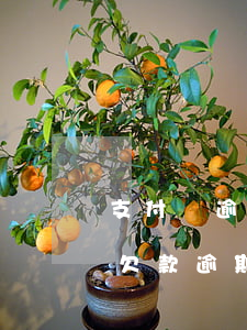 支付寶逾期協(xié)商還款入口(支付寶欠款逾期怎么協(xié)商)