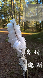 支付寶逾期協(xié)商還款方案(支付寶逾期怎么協(xié)商還款)