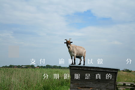 支付寶逾期可以做螞蟻分期跑腿嗎(支付寶花唄分期跑腿是真的嗎)