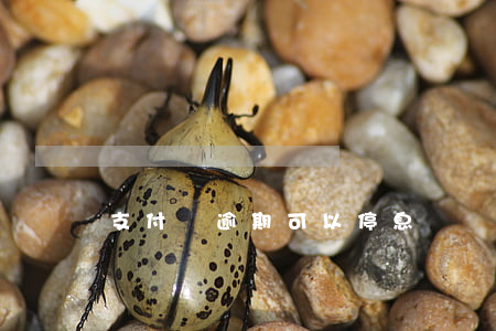 支付寶逾期可以停息掛賬嗎