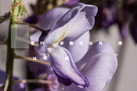 支付寶逾期可以先還借唄嗎-支付寶逾期可以先還借唄嗎