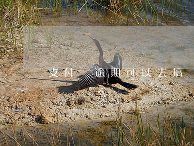 支付寶逾期可以去搞車貸嗎 支付寶有逾期影響車貸嗎