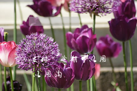 支付寶逾期可以用釘釘嗎-支付寶逾期還可以用淘寶嗎