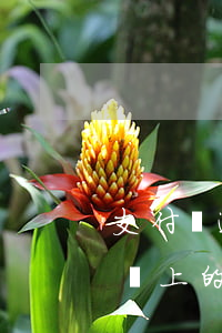 支付寶逾期可以認(rèn)證淘寶嗎(支付寶上的逾期記錄時(shí)間久了還可以申訴嗎)