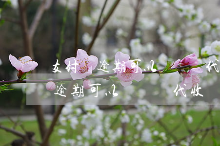 支付寶逾期可以讓順豐代收貨款嗎-支付寶逾期可以讓順豐代收貨款嗎安全嗎