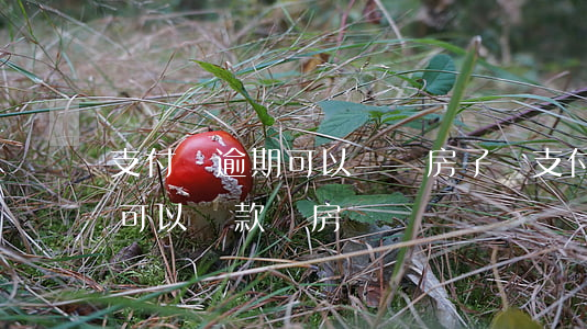 支付寶逾期可以過戶房子嗎(支付寶逾期過還可以貸款買房嗎)