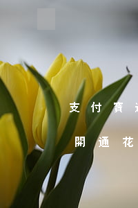 支付寶逾期可以開花唄(支付寶花唄逾期怎么開通花唄)