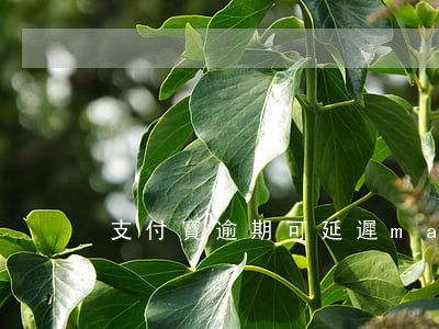 支付寶逾期可延遲ma 支付寶逾期很久