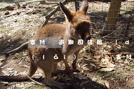 支付寶逾期司法局調(diào)查員打來(lái)電話-支付寶逾期司法局調(diào)查員打來(lái)電話是真的嗎