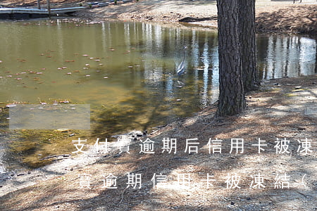 支付寶逾期后信用卡被凍結(jié) 支付寶逾期信用卡被凍結(jié)了怎么解除