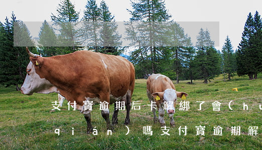 支付寶逾期后卡解綁了會(huì)扣錢(qián)嗎(支付寶逾期解綁銀行卡還會(huì)扣錢(qián)嗎?)