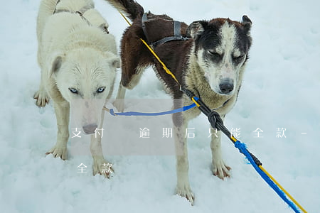 支付寶逾期后只能全款-支付寶逾期后只能全款