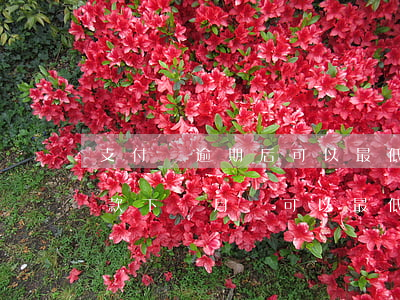 支付寶逾期后可以最低還款嗎(支付寶最低還款下個月還可以最低還款嗎)