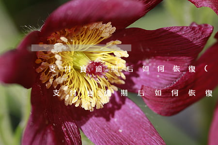 支付寶逾期后如何恢復(fù)使用資格-支付寶逾期后如何恢復(fù)使用資格信息