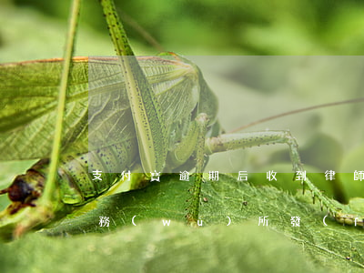 支付寶逾期后收到律師函(支付寶逾期律師事務(wù)所發(fā)律師函說要起訴)