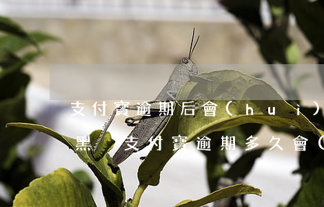支付寶逾期后會(huì)不會(huì)黑戶(支付寶逾期多久會(huì)黑戶)