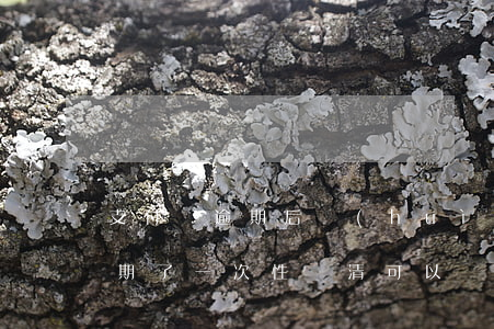 支付寶逾期后會(huì)免息嗎(支付寶逾期了一次性還清可以減免利息嗎?)
