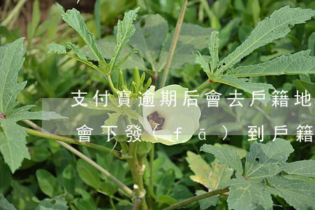 支付寶逾期后會去戶籍地嗎(支付寶逾期了說會下發(fā)到戶籍所在地是什么鬼)
