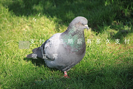 支付寶逾期后有多久(支付寶逾期了多久能恢復正常)