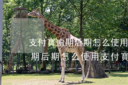 支付寶逾期后期怎么使用支付寶-支付寶逾期后期怎么使用支付寶還款