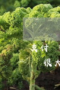 支付寶逾期后果會怎樣(支付寶逾期是不是影響很大)
