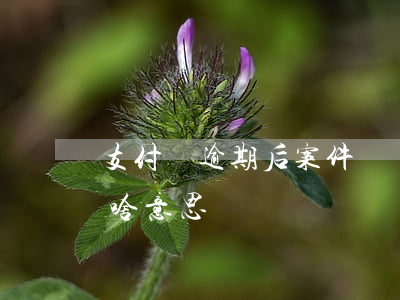 支付寶逾期后案件編號 支付寶逾期案件編號啥意思