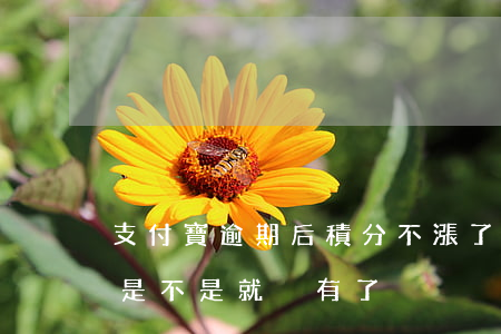 支付寶逾期后積分不漲了(支付寶積分過期了是不是就沒有了)