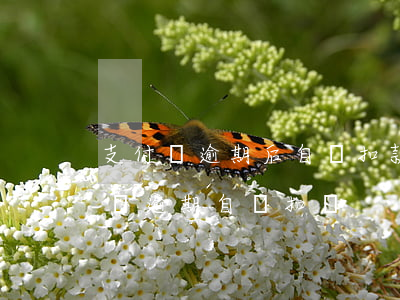 支付寶逾期后自動扣款規(guī)律(支付寶逾期自動扣錢)