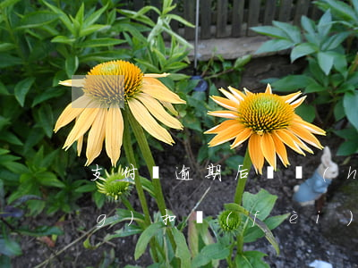 支付寶逾期后還會(huì)自動(dòng)扣費(fèi)嗎(支付寶逾期了還會(huì)自動(dòng)扣款嗎)