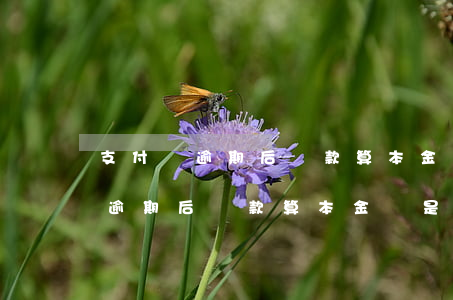 支付寶逾期后還款算本金還是利息-支付寶逾期后還款算本金還是利息呢