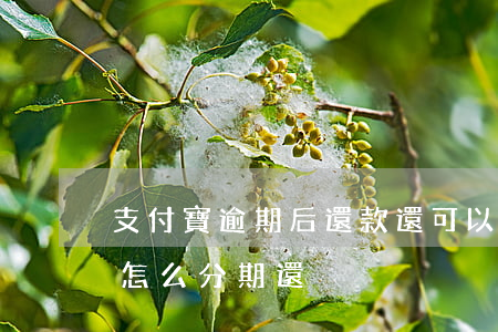支付寶逾期后還款還可以分期嗎(支付寶逾期怎么分期還)