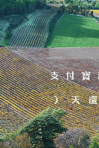 支付寶逾期后還款順序(支付寶當(dāng)天還款算不算逾期)