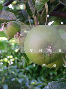 支付寶逾期后額度還會(huì)有嗎 支付寶逾期后額度還會(huì)有嗎