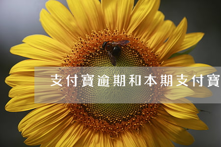 支付寶逾期和本期(支付寶逾期了兩天)